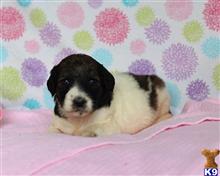 bernese mountain dog puppy posted by breeders