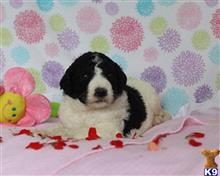bernese mountain dog puppy posted by breeders