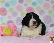 bernese mountain dog puppy posted by breeders