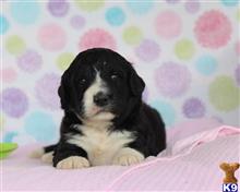 bernese mountain dog puppy posted by breeders
