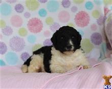 bernese mountain dog puppy posted by breeders