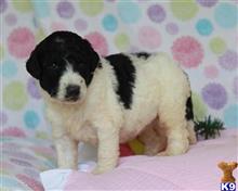 bernese mountain dog puppy posted by breeders