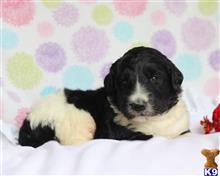 bernese mountain dog puppy posted by breeders