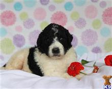 bernese mountain dog puppy posted by breeders