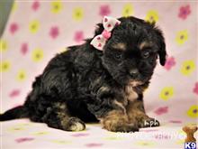 cavalier king charles spaniel puppy posted by breeders