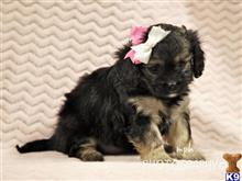 cavalier king charles spaniel puppy posted by breeders