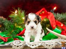 cavalier king charles spaniel puppy posted by breeders