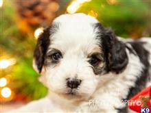 cavalier king charles spaniel puppy posted by breeders