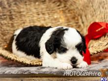 cavalier king charles spaniel puppy posted by breeders