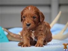 cavalier king charles spaniel puppy posted by breeders