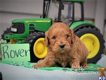 cavalier king charles spaniel puppy posted by breeders