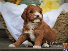 cavalier king charles spaniel puppy posted by breeders