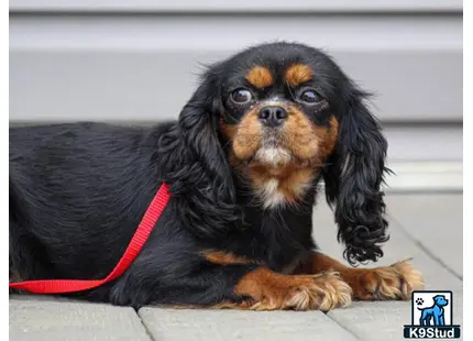 a cavalier king charles spaniel dog lying on the ground