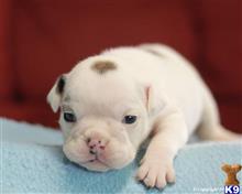 english bulldog puppy posted by breeders