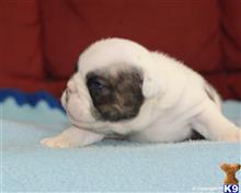english bulldog puppy posted by breeders