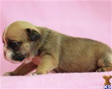 english bulldog puppy posted by breeders