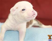 english bulldog puppy posted by breeders