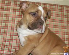 english bulldog puppy posted by breeders