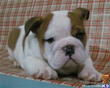 english bulldog puppy posted by breeders