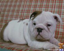 english bulldog puppy posted by breeders