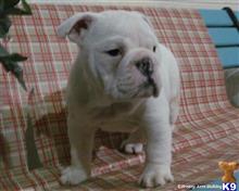 english bulldog puppy posted by breeders