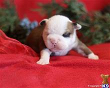english bulldog puppy posted by breeders