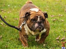 english bulldog puppy posted by breeders