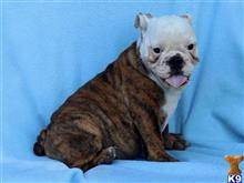 english bulldog puppy posted by breeders