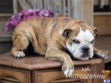 english bulldog puppy posted by breeders