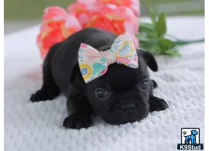 a french bulldog dog wearing a hat