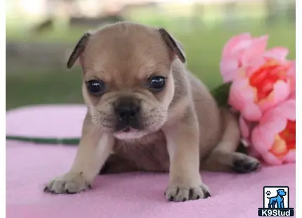 a french bulldog puppy with a flower in its mouth