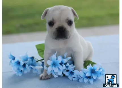 a french bulldog dog sitting next to flowers