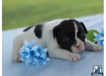 a french bulldog puppy lying on a flower