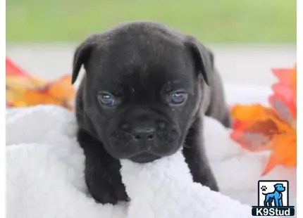 a small black french bulldog puppy