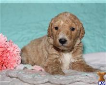 golden retriever puppy posted by breeders
