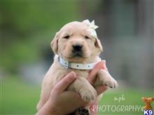 golden retriever puppy posted by breeders