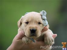 golden retriever puppy posted by breeders