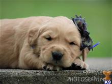 golden retriever puppy posted by breeders