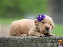 golden retriever puppy posted by breeders