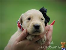 golden retriever puppy posted by breeders