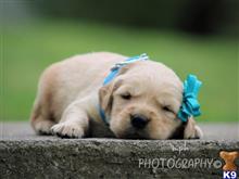 golden retriever puppy posted by breeders
