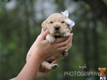 golden retriever puppy posted by breeders