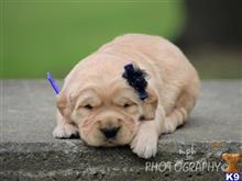 golden retriever puppy posted by breeders