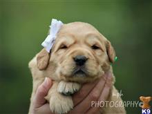 golden retriever puppy posted by breeders