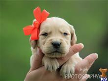 golden retriever puppy posted by breeders
