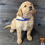 golden retriever puppy posted by breeders