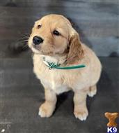 golden retriever puppy posted by breeders