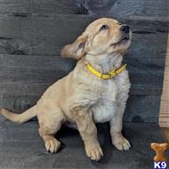 golden retriever puppy posted by breeders