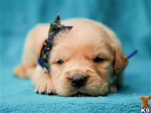 golden retriever puppy posted by breeders