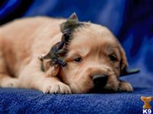 golden retriever puppy posted by breeders